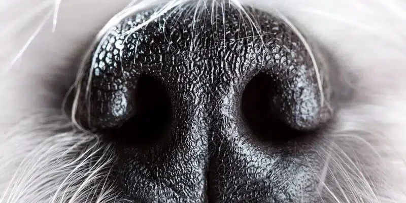Chien détecteur de punaises de lit en action à Athis Mons 91200