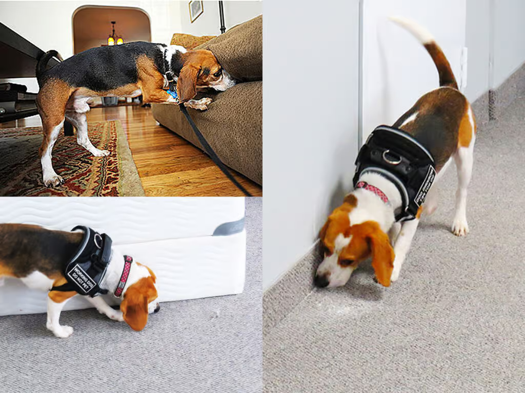 Chien détecteur de punaises de lit en formation à Massy 91300