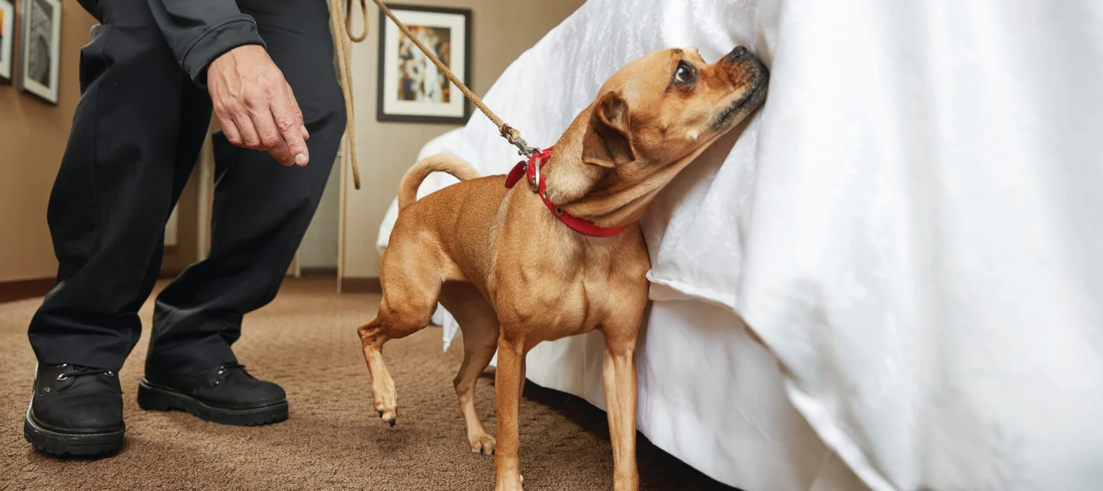 Chien détecteur de punaises de lit à Noisy le Sec 93130