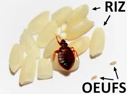 Comparaison taille œufs punaises de lit