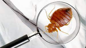 Traces de punaises de lit