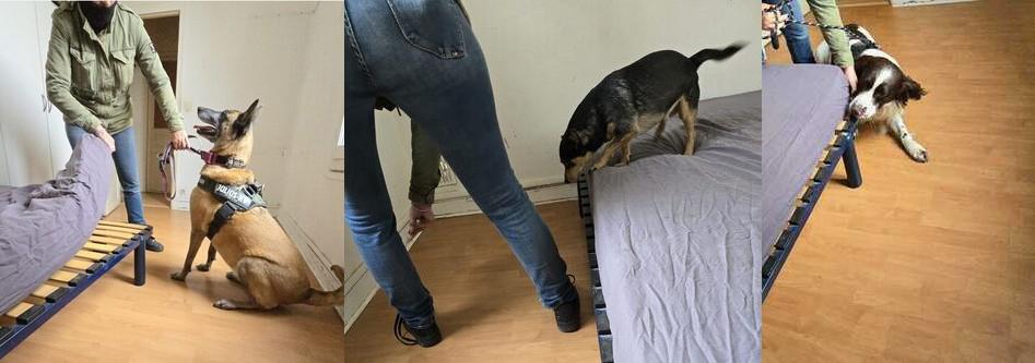 Chien détecteur de punaises de lit à Pantin