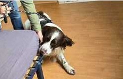 Chien détecteur de punaises de lit à Montreuil 93100