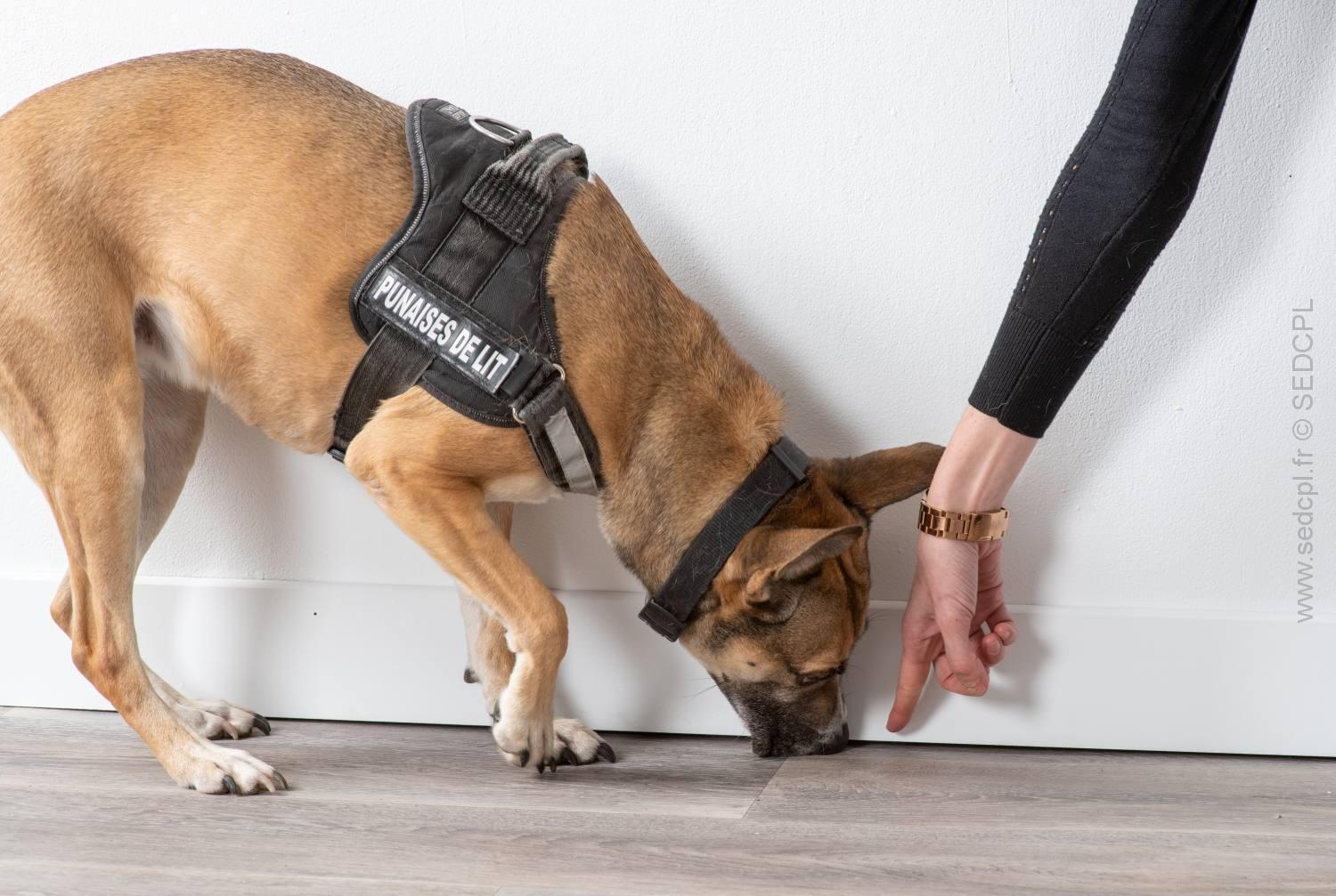 Détection canine des punaises de lit à La Courneuve