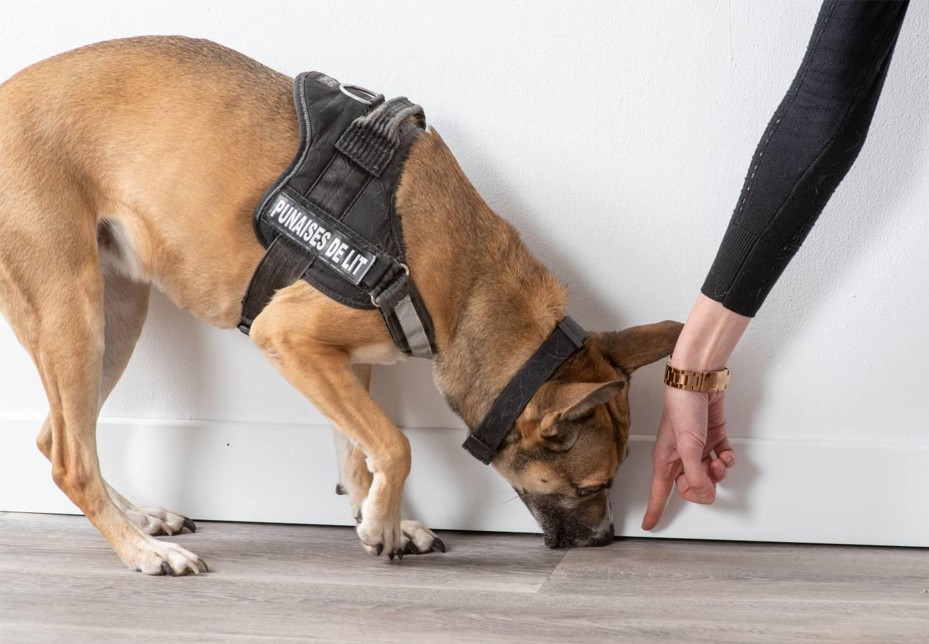 Chien détecteur de punaises de lit à Noisy-le-Grand